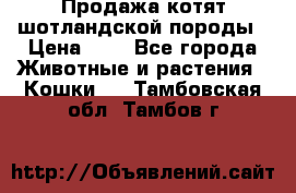 Продажа котят шотландской породы › Цена ­ - - Все города Животные и растения » Кошки   . Тамбовская обл.,Тамбов г.